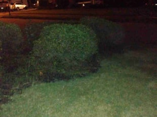 Summerlee R.'s Bush Trimming service result