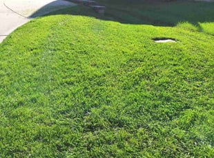 Braxton E.'s lawn service service result