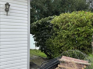 Michael C.'s Bush Trimming service result