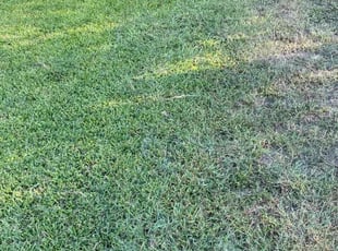 Daniel J.'s grass cutting service result
