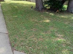 Mary K.'s turf care service result