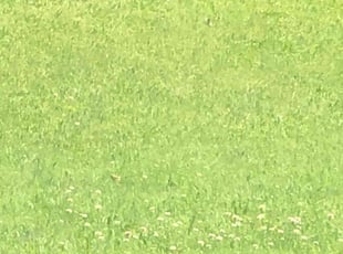 Rick D.'s lawn service service result