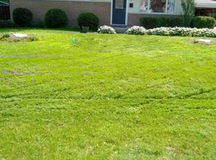 Fernando S.'s grass maintenance service result