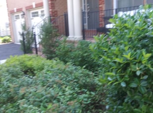 Logan W.'s Bush Trimming service result