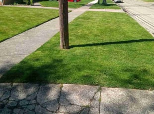Diane B.'s lawn care service result