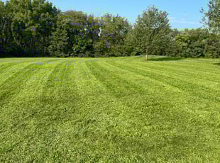 lan S.'s turf maintenance service result