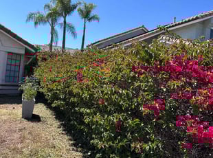 Savannah G.'s lawn care services service result