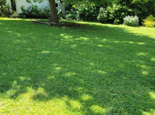 Jeannie K.'s lawn care service result