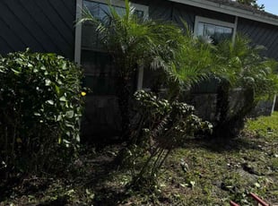 Mike M.'s Bush Trimming service result