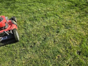 Nabila U.'s turf maintenance service result