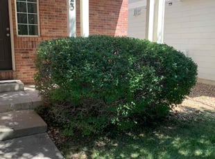 Marisella T.'s Bush Trimming service result