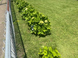 Iona D.'s lawn care service result