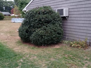Liane K.'s Bush Trimming service result