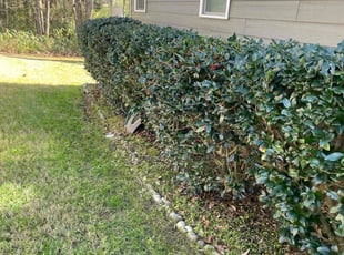 George D.'s Bush Trimming service result