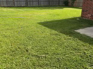 Kristy W.'s turf care service result