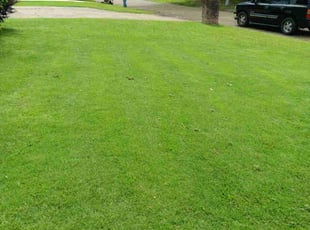 Ellen J.'s lawn maintenance service result