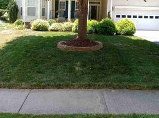 Bruce F.'s lawn service service result