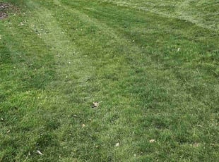 Jane M.'s grass cutting service result