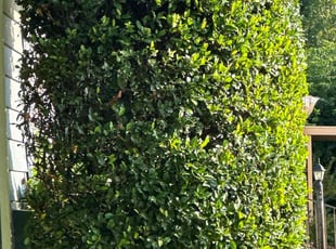 Melissa V.'s Bush Trimming service result