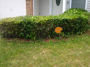 Robert L.'s Bush Trimming service result