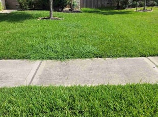 Brint M.'s turf maintenance service result