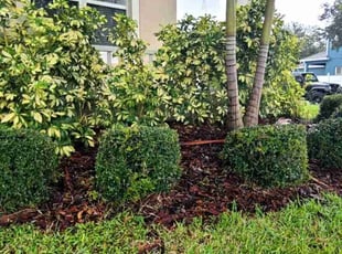 Kara C.'s Bush Trimming service result