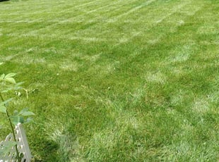 Joyce M.'s lawn maintenance service result