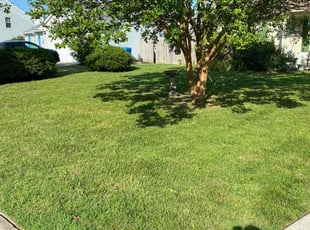 David R.'s grass cutting service result