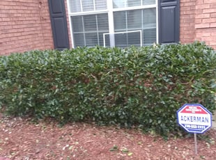 Yolanda K.'s Bush Trimming service result