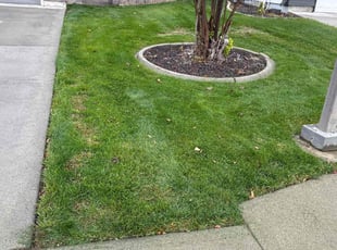 Joan V.'s lawn care services service result