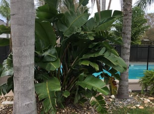 Michael W.'s Bush Trimming service result