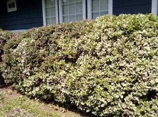 Jessica W.'s Bush Trimming service result