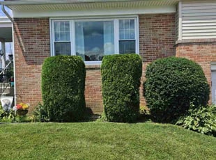 Paul M.'s Bush Trimming service result