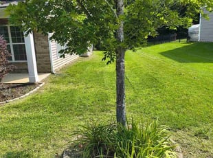 Kathy N.'s turf care service result