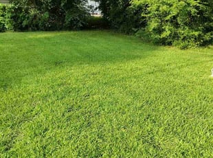 Amanda S.'s grass maintenance service result