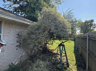 Peter A.'s grass maintenance service result