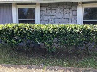 Meredith S.'s Bush Trimming service result