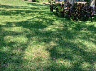 Bill S.'s lawn service service result