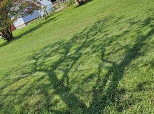 Jesus R.'s grass cutting service result