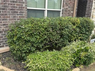 Flordelino B.'s Bush Trimming service result