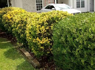 David P.'s Bush Trimming service result