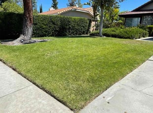 Justin M.'s turf care service result