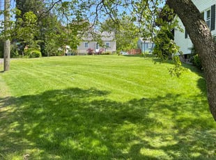 Amelia Y.'s lawn maintenance service result