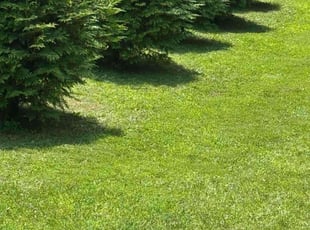Ramona K.'s grass maintenance service result