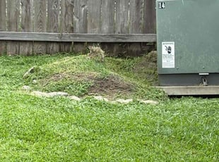 Alexandra A.'s Flower Bed Weeding service result