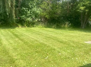 Michael A.'s grass maintenance service result