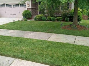 Mark S.'s turf care service result