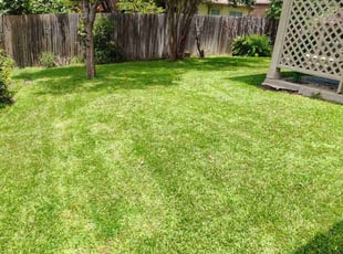 Minetha H.'s turf care service result