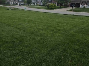 Jeremy D.'s grass maintenance service result