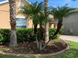 Sonja H.'s Bush Trimming service result